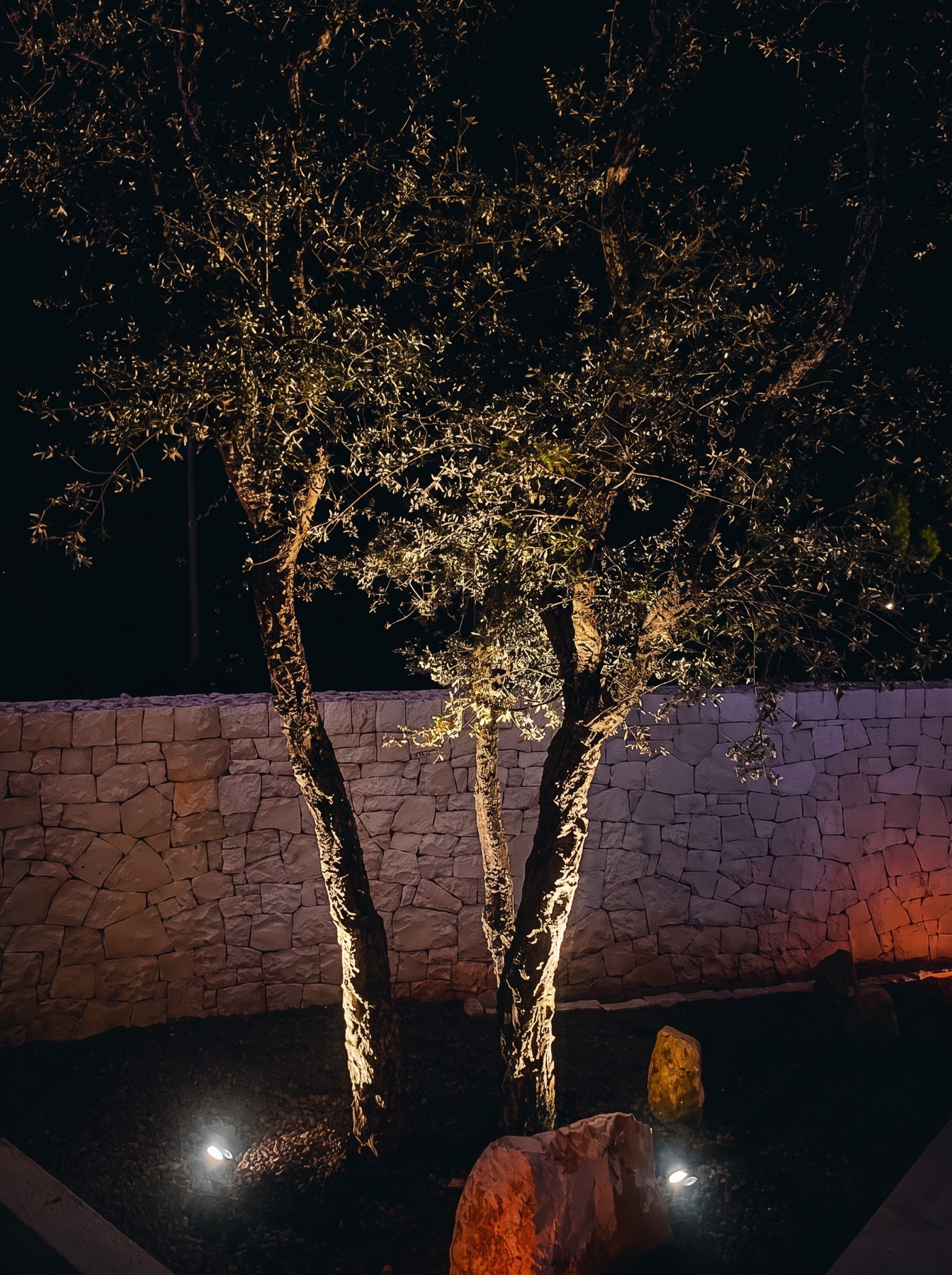Due ulivi illuminati dal basso davanti al muro in pietra, di notte